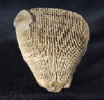 Aulosmilia archiaci (FROMENTEL 1862) - Bild © FossNet FossilienStore